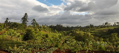  Vascular Bundle: A Vivid Tapestry of Nigeria's Agricultural Resilience